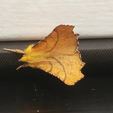 Attēlu rezultāti vaicājumam “Ennomos alniaria”