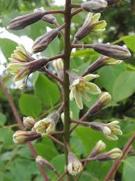 Attēlu rezultāti vaicājumam “Gymnocladus dioicus flower”