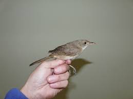 Image result for Acrocephalus aedon