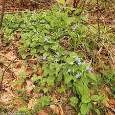 Attēlu rezultāti vaicājumam “Omphalodes verna”