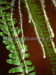 Image result for НЕФРОЛЕПИС (Nephrolepis