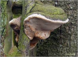 Attēlu rezultāti vaicājumam “Phellinus pomaceus”
