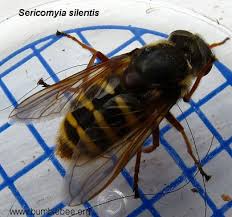 Attēlu rezultāti vaicājumam “Sericomyia sp.”