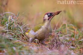 Attēlu rezultāti vaicājumam “Picus viridis”