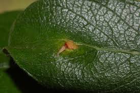 Attēlu rezultāti vaicājumam “Euura pedunculi”