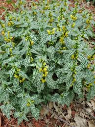 Attēlu rezultāti vaicājumam “Lamiastrum galeobdolon flower”