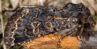 Attēlu rezultāti vaicājumam “Tholera cespitis”