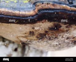 Attēlu rezultāti vaicājumam “Phellinus alni”