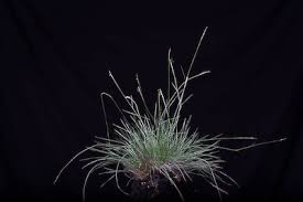 Attēlu rezultāti vaicājumam “Nardus stricta fruit”