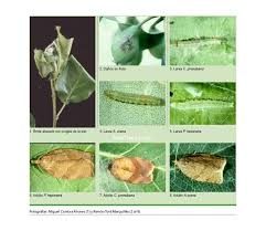 Attēlu rezultāti vaicājumam “Pandemis heparana”