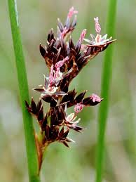Attēlu rezultāti vaicājumam “Juncus balticus”
