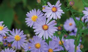 Image result for Aster