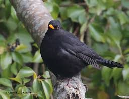 Attēlu rezultāti vaicājumam “Turdus merula male”