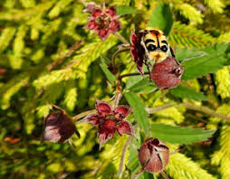 Attēlu rezultāti vaicājumam “xComagaria rosea  flower”