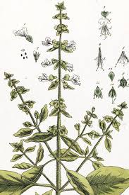 Image result for Ocimum basilicum