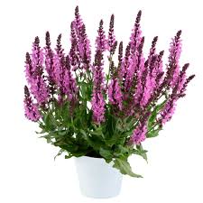 Image result for Salvia nemorosa