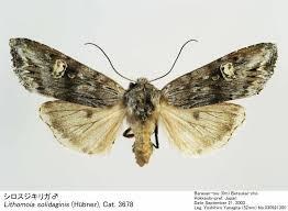 Attēlu rezultāti vaicājumam “Lithomoia solidaginis”