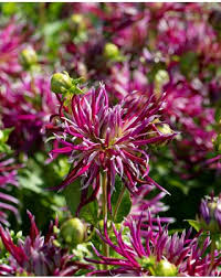 Image result for Dahlia Darkarin`