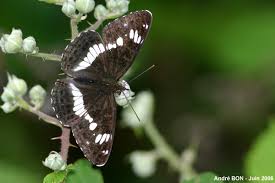 Attēlu rezultāti vaicājumam “Limenitis camilla upperside”