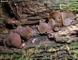 Attēlu rezultāti vaicājumam “Chlorencoelia versiformis”