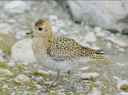 Attēlu rezultāti vaicājumam “Pluvialis apricaria adult”