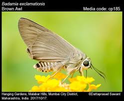 Attēlu rezultāti vaicājumam “Hesperiidae”