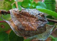 Attēlu rezultāti vaicājumam “Mycosphaerella millegrana”