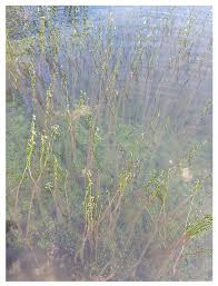 Attēlu rezultāti vaicājumam “Lobelia dortmanna”