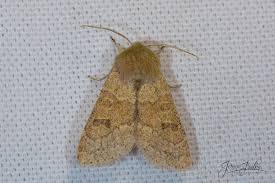 Attēlu rezultāti vaicājumam “Orthosia miniosa imago”