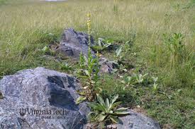 Attēlu rezultāti vaicājumam “Verbascum thapsus bud”