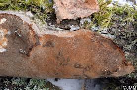 Attēlu rezultāti vaicājumam “Phellinus laevigatus”