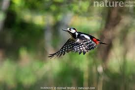 Attēlu rezultāti vaicājumam “Dendrocopos major male”