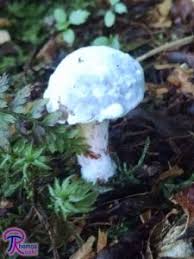 Attēlu rezultāti vaicājumam “Hypomyces chrysospermus”