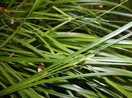 Attēlu rezultāti vaicājumam “Carex remota”