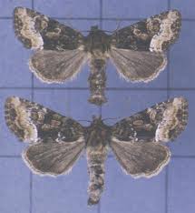 Attēlu rezultāti vaicājumam “Oligia sp.”