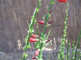 Attēlu rezultāti vaicājumam “Cytisus scoparius leaf”