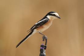 Image result for Lanius nubicus