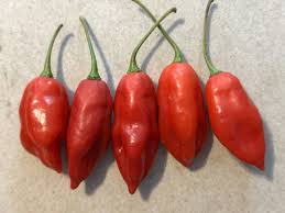 Afbeeldingsresultaat voor paper lantern hot pepper