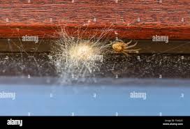 Attēlu rezultāti vaicājumam “Araneus diadematus eggs”