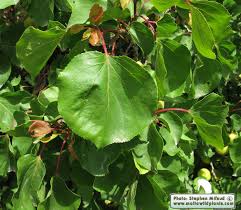Attēlu rezultāti vaicājumam “Prunus armeniaca leaf”