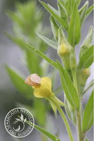 Attēlu rezultāti vaicājumam “Oenothera biennis bud”
