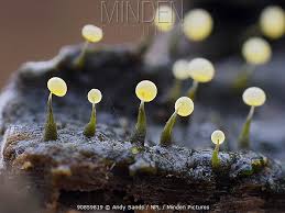 Attēlu rezultāti vaicājumam “Physarum album macro”