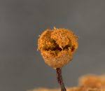 Attēlu rezultāti vaicājumam “Cribraria oregana”