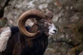 Attēlu rezultāti vaicājumam “Ovis aries”