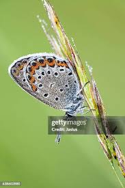Attēlu rezultāti vaicājumam “Plebejus argus”