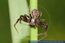 Attēlu rezultāti vaicājumam “Xysticus cristatus”