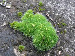 Attēlu rezultāti vaicājumam “Grimmia pulvinata”