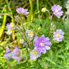 Image result for Geranium `Summer Skies`