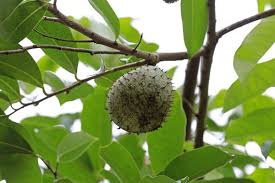Attēlu rezultāti vaicājumam “Libanotis montana fruit”
