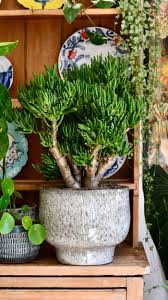 Image result for Crassula hobbit